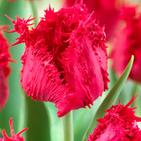 10 x Fringed Tulips