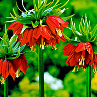 2x Crown imperial Fritillaria 'Rubra maxima' red Orange-Red