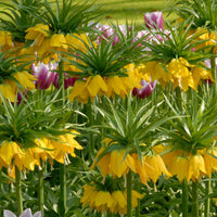 2x Crown imperial Fritillaria 'Lutea' yellow