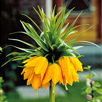 2x Crown imperial Fritillaria 'Lutea' yellow