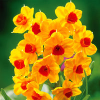 5x Narcissus 'Grand Soleil d'Or' orange-yellow