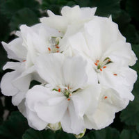 3x Geraniums Pelargonium 'White' white