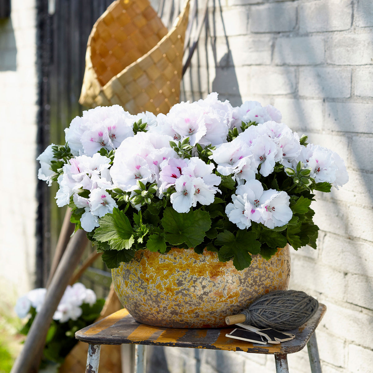 3x Geraniums Pelargonium 'White' white