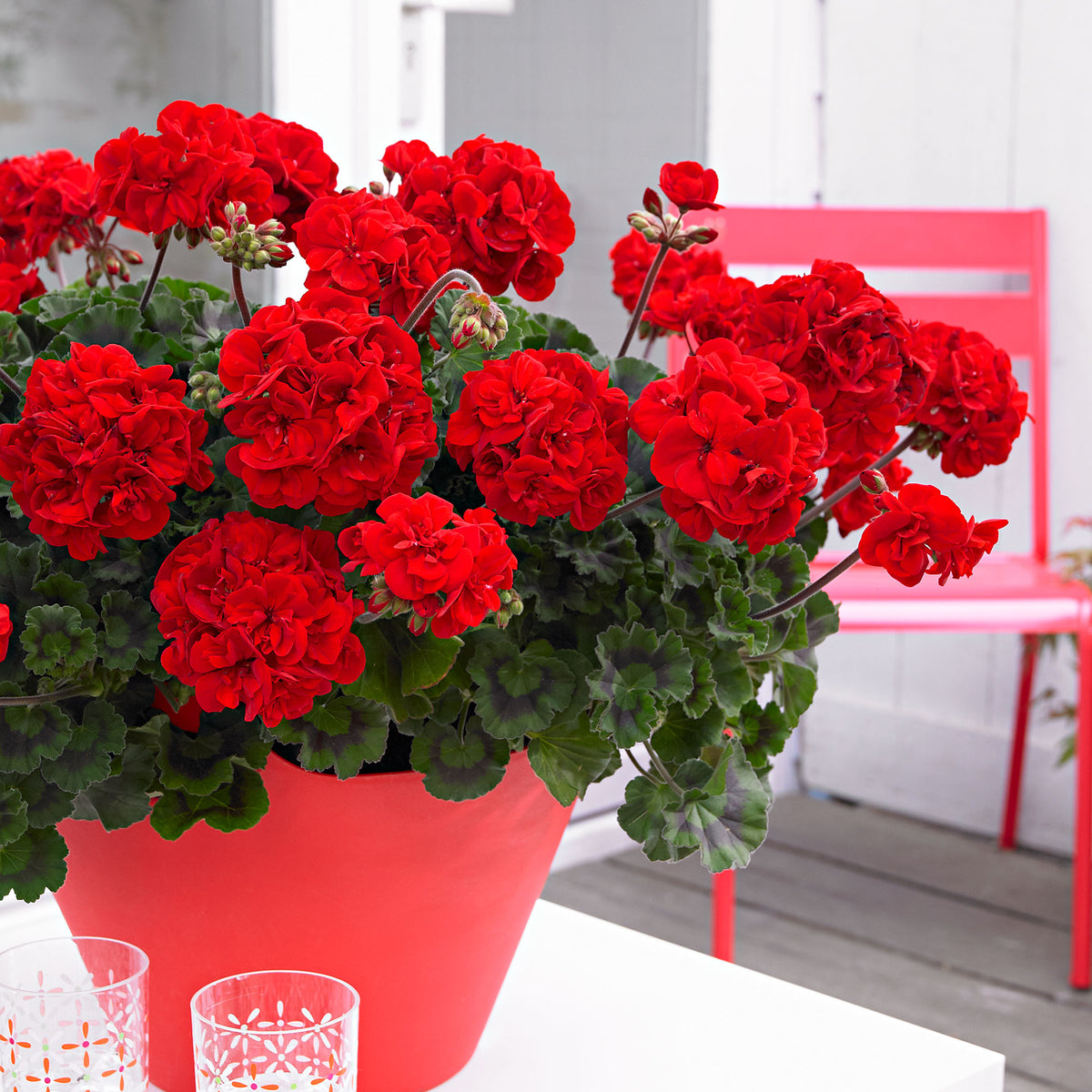 3x Geraniums Pelargonium 'Red' red