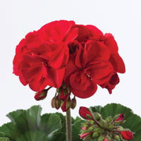 3x Geraniums Pelargonium 'Red' red