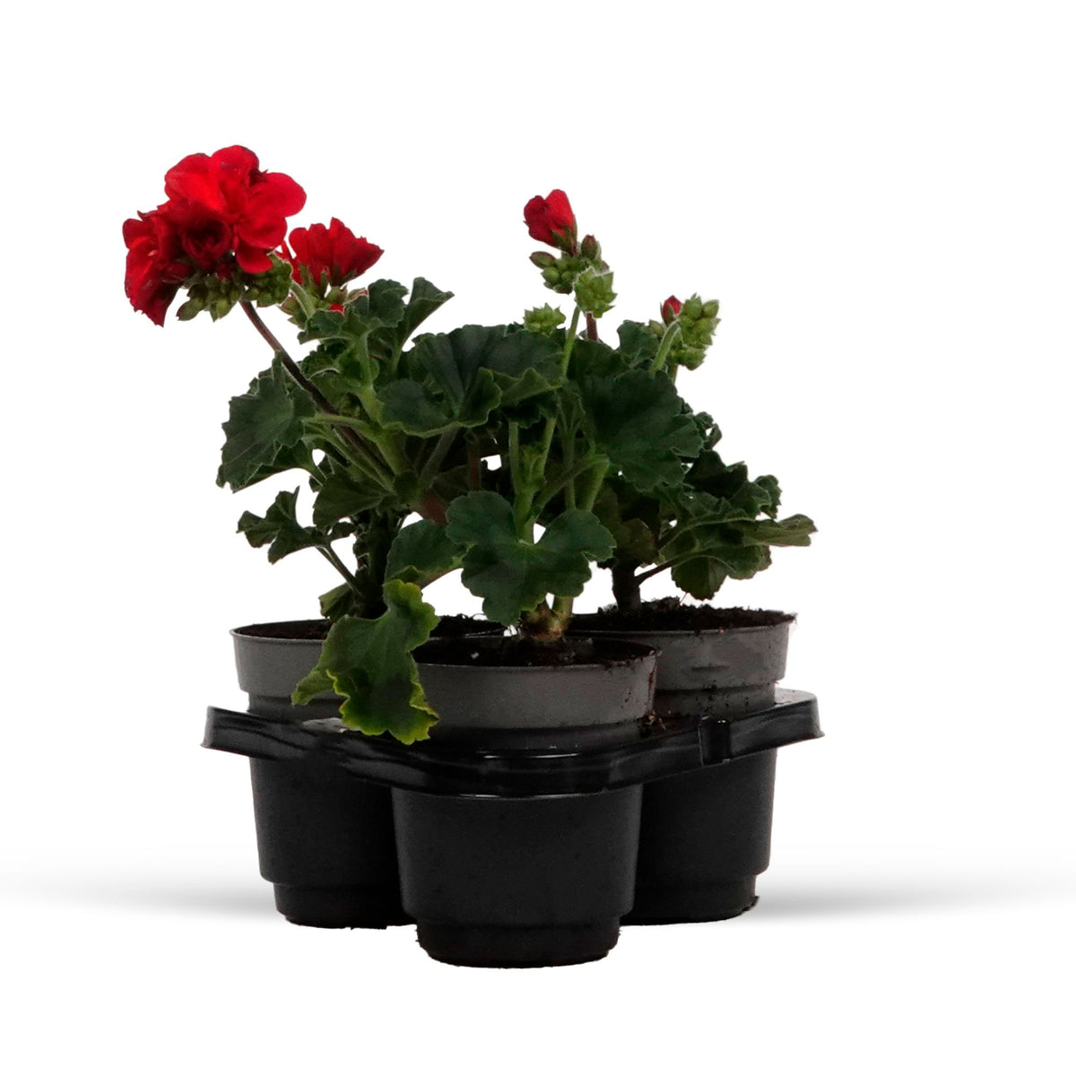 3x Geraniums Pelargonium 'Red' red