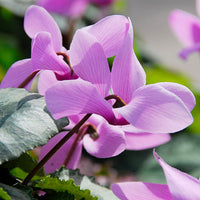 Cyclamen  Cyclamen hederifolium pink