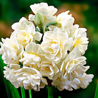 5x Narcissus 'Erlicheer' white