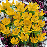 25x Winter aconite Eranthis cilicica yellow - Hardy plant