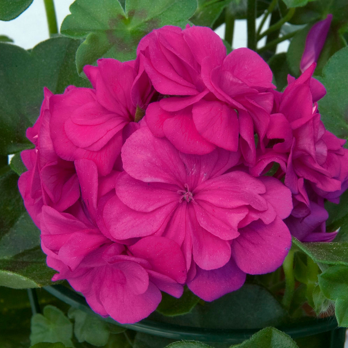 3x Geraniums Pelargonium 'Dark Lilac' purple-pink