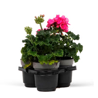 3x Geraniums Pelargonium 'Dark Lilac' purple-pink