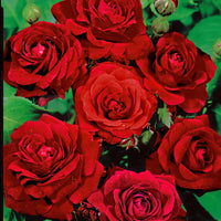 Spray rose Rosa  'Nina Rosa'® Red - Bare rooted - Hardy plant