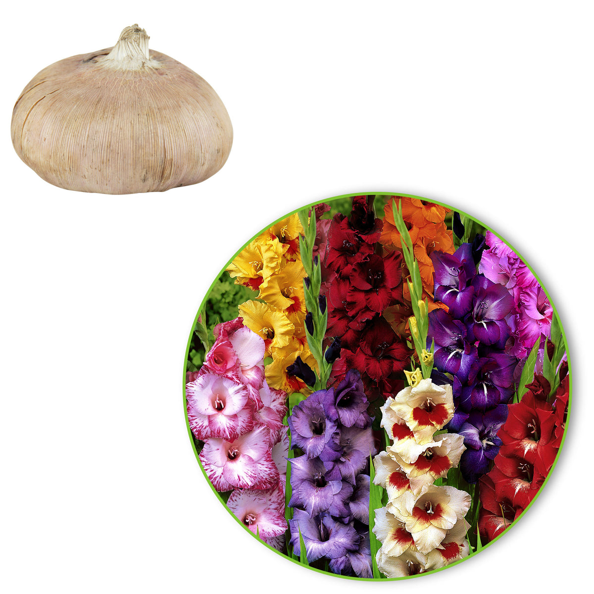 25x Large-flowered gladiolus - Mix