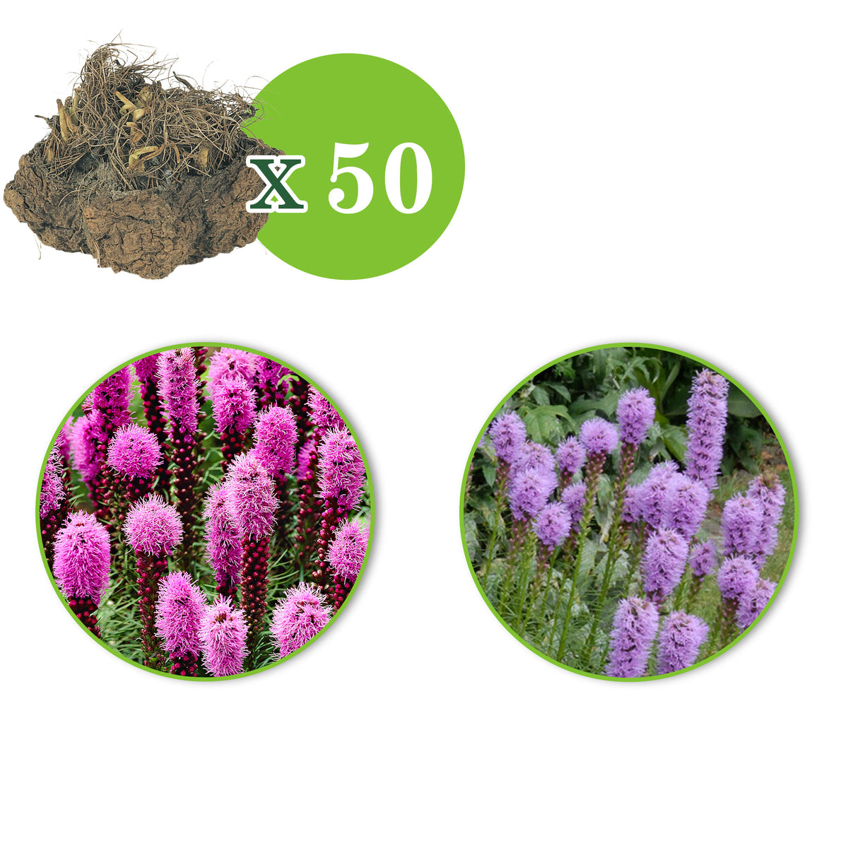 50x Dense blazing star Liatris spicata purple