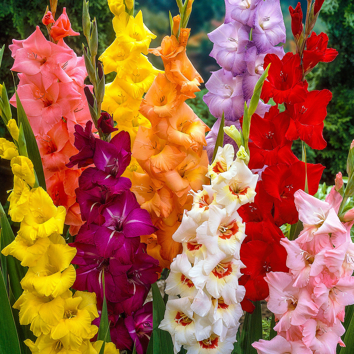 100x Large-flowered gladiolus - Mix