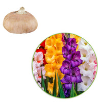 100x Large-flowered gladiolus - Mix
