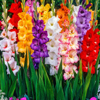 100x Large-flowered gladiolus - Mix