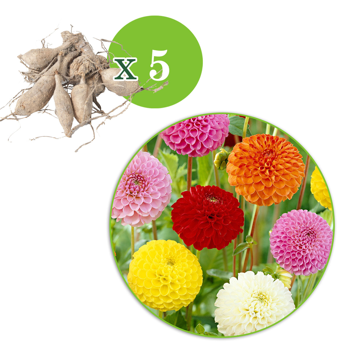 5x Dahlia - Mix 'Disco Lights'