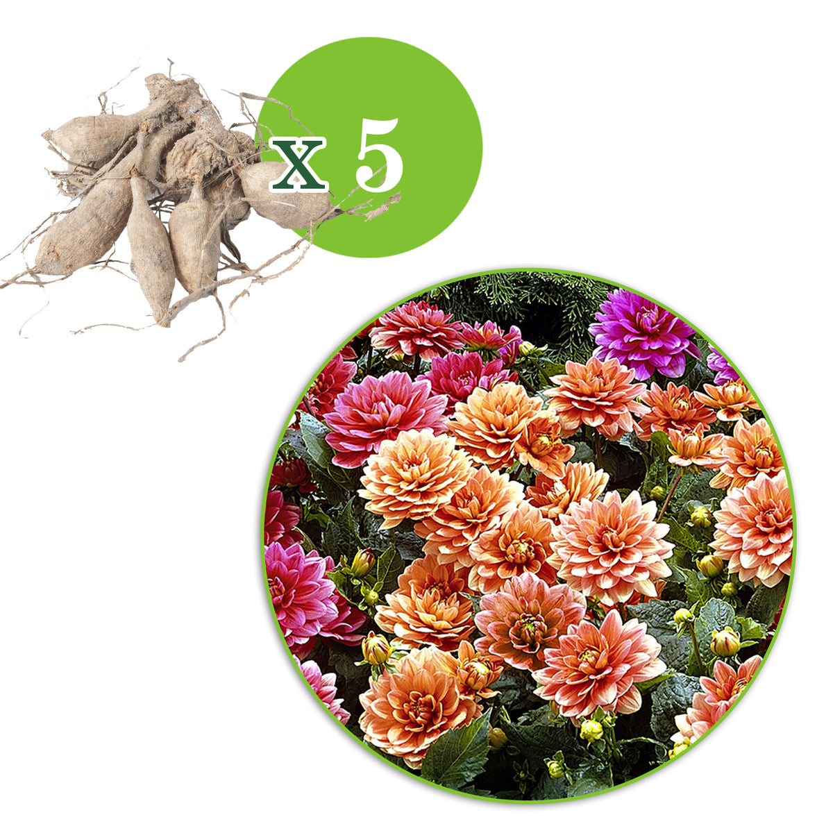 Large-flowered bed dahlia pink-orange-red
