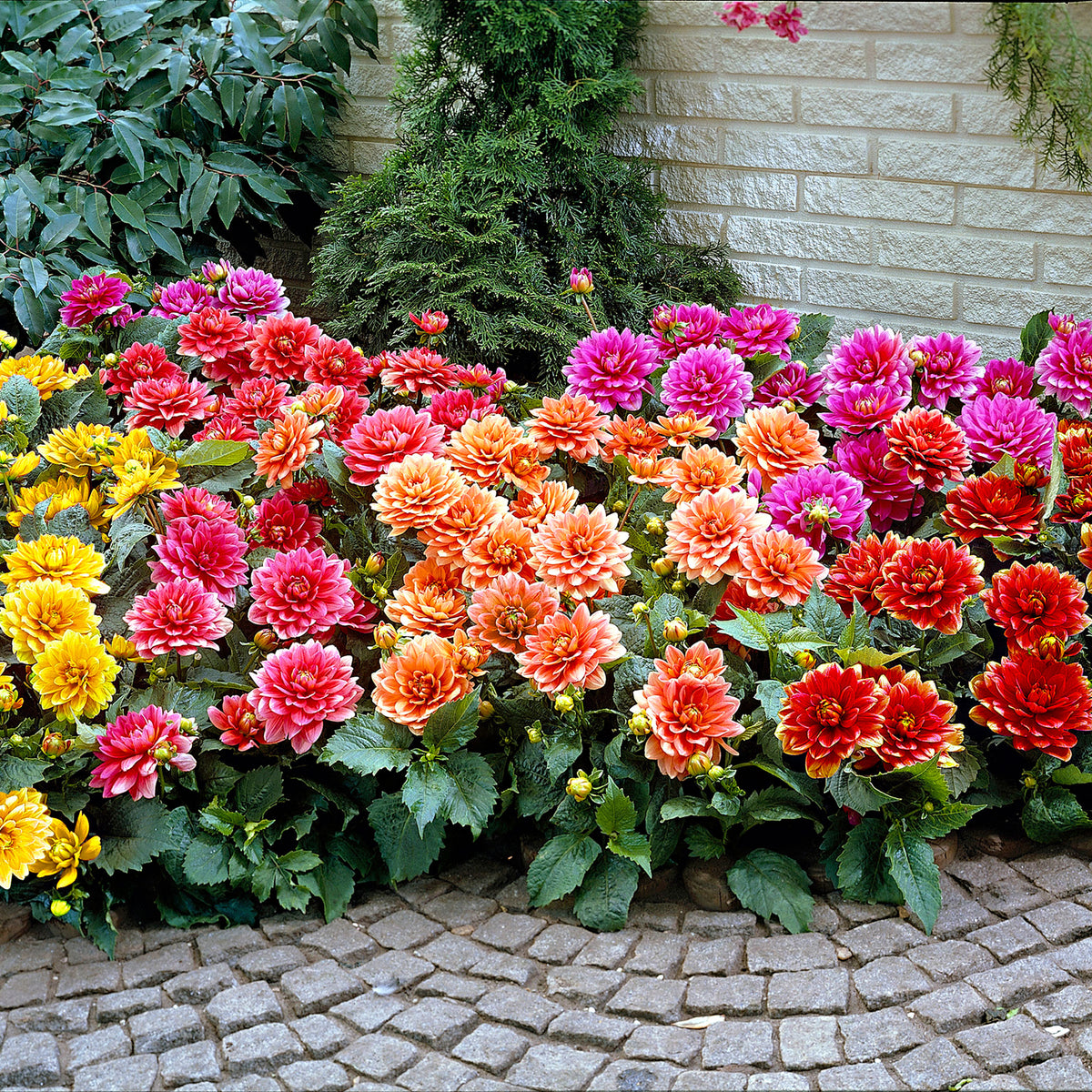 Large-flowered bed dahlia pink-orange-red