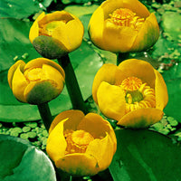 Yellow water-lily yellow