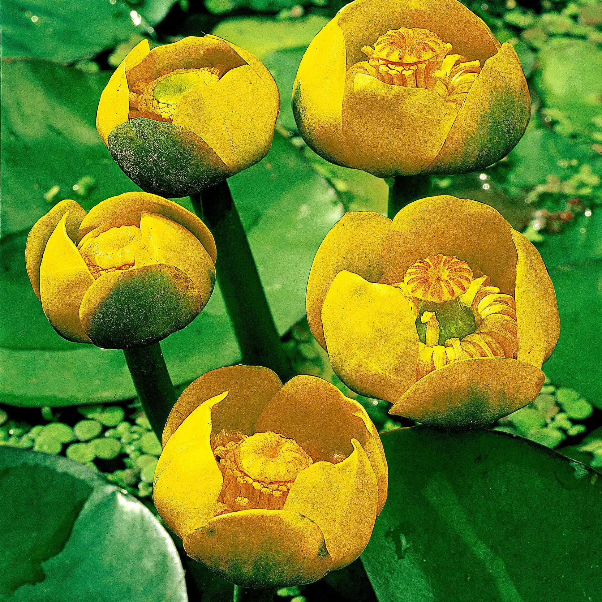 yellow flower water lily Yellow water-lily yellow