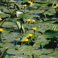 Yellow water-lily yellow