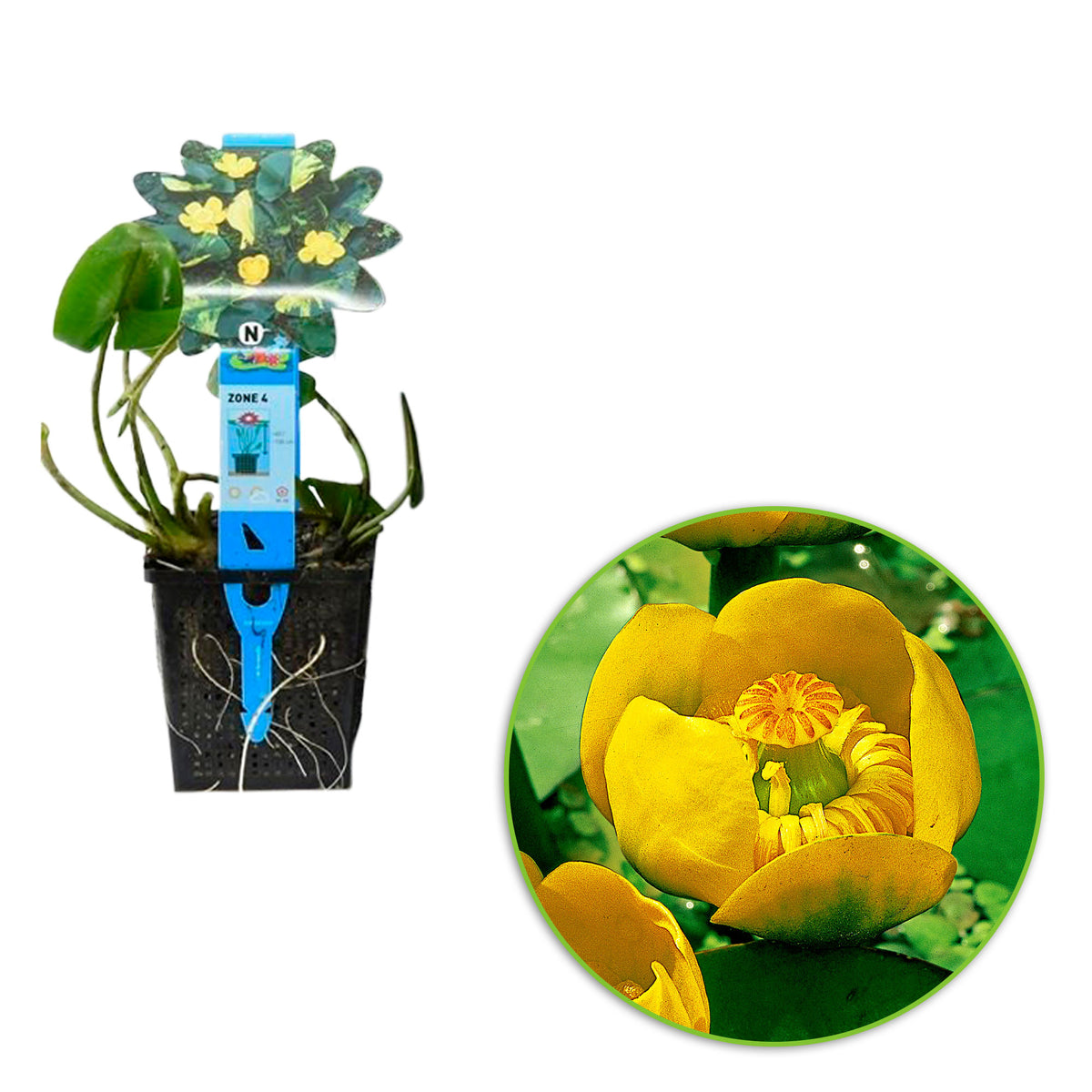 Yellow water-lily yellow