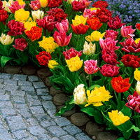 25x Double Flowered Tulips - Mix
