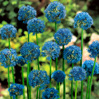50x Ornamental, Globe Onion - Blue Allium caeruleum Blue