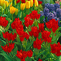 25x Multi-Flowered Tulips