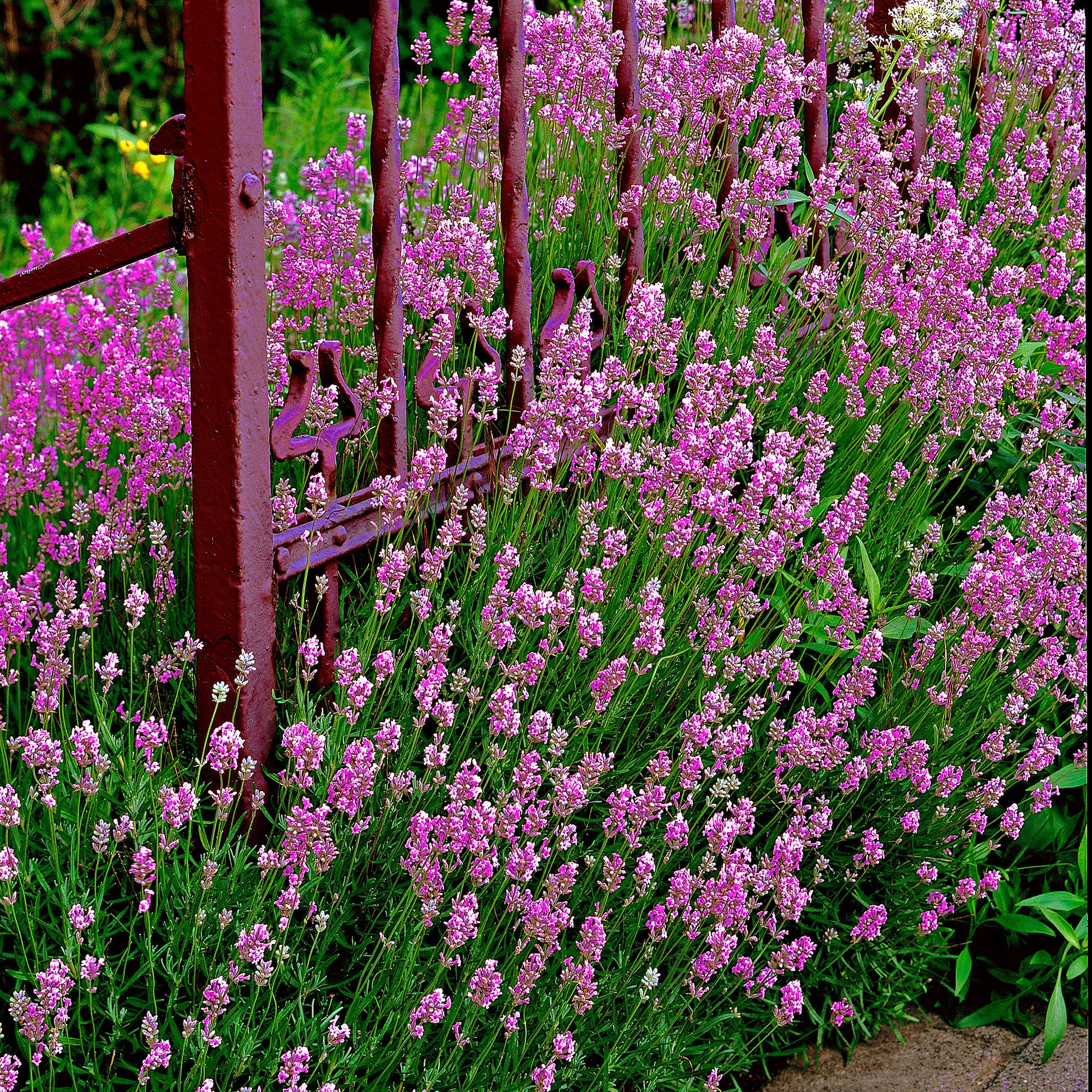 pink lavender plants for sale 6x Houseleek Lavandula 'Loddon Pink' pink
