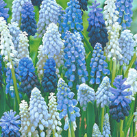 40x Blue + white grape hyacinths Muscari armeniacum blue-white