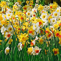 25x Daffodil Narcissus - Mix 'Rich Garden' yellow-white-orange - Hardy plant