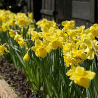 Daffodil Narcissus 'Dutch Master' yellow