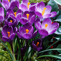 25x Large-flowered Crocus Crocus 'Flower Record' purple