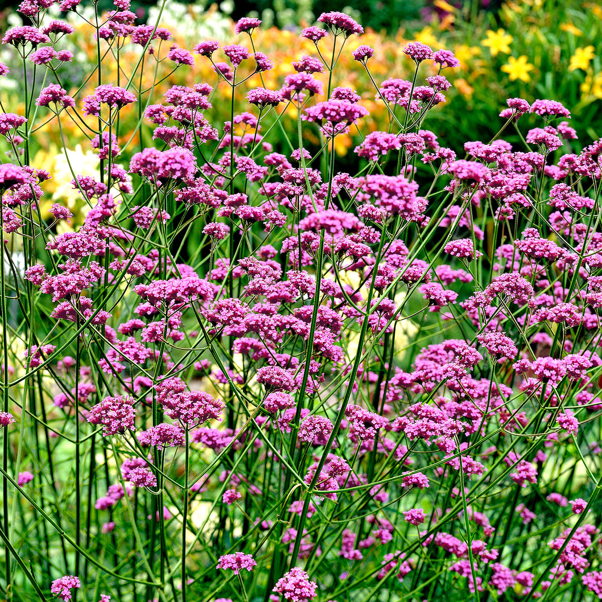 Verbena Verbena bonariensis - Organic purple - Hardy plant