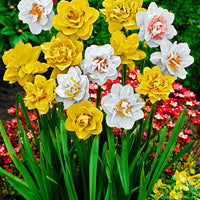 25x Double daffodils Narcissus - Mix 'Double Flowers' white-orange-yellow - Hardy plant