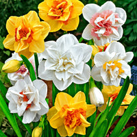 25x Double daffodils Narcissus - Mix 'Double Flowers' white-orange-yellow - Hardy plant