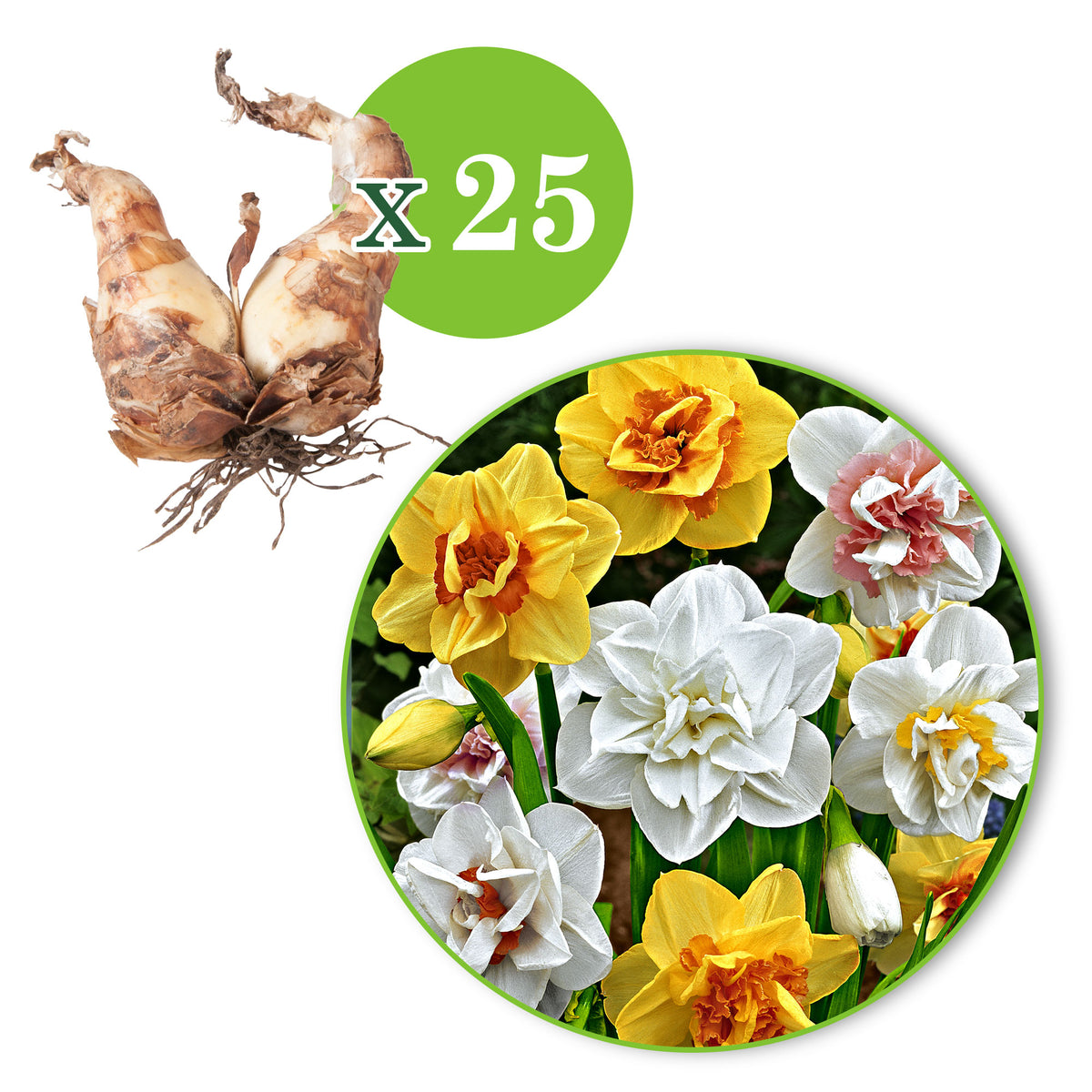 25x Double daffodils Narcissus - Mix 'Double Flowers' white-orange-yellow - Hardy plant