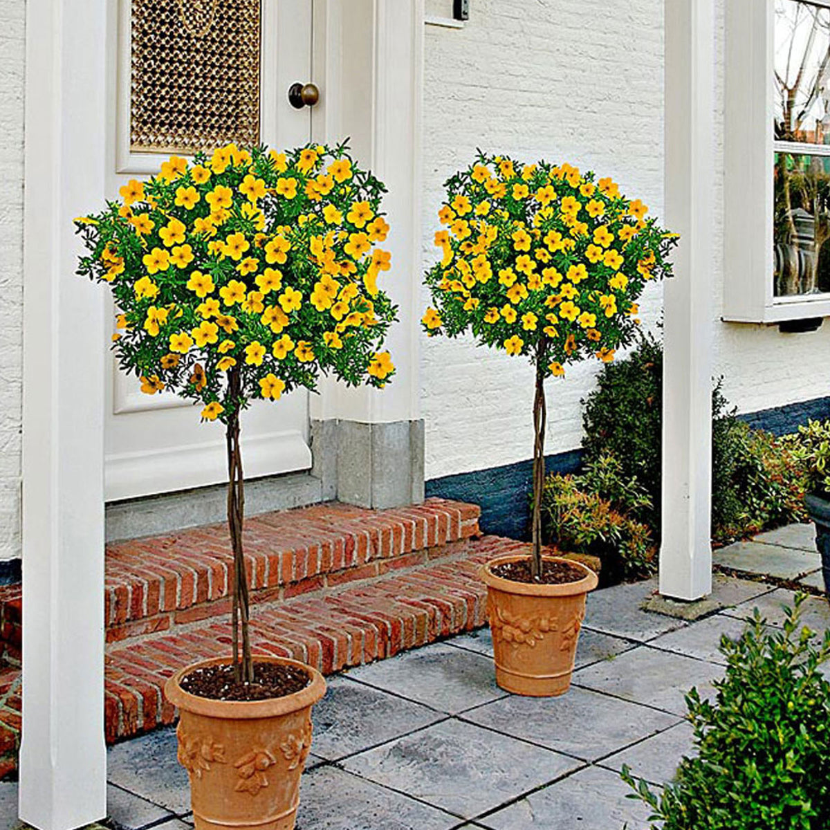 Cinquefoil Potentilla 'Goldfinger' on stem yellow - Hardy plant