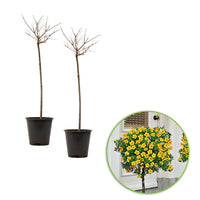 Cinquefoil Potentilla 'Goldfinger' on stem yellow - Hardy plant