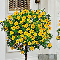 Cinquefoil Potentilla 'Goldfinger' on stem yellow - Hardy plant