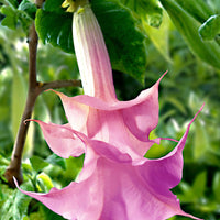 Brugmansia 'Twinflowers Pink'