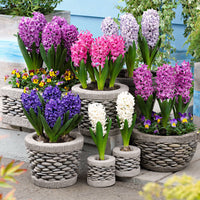 12 Hyacinth 'Poetic Colours' Mix