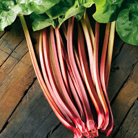 Rhubarb Rheum 'Glaskins' Organic