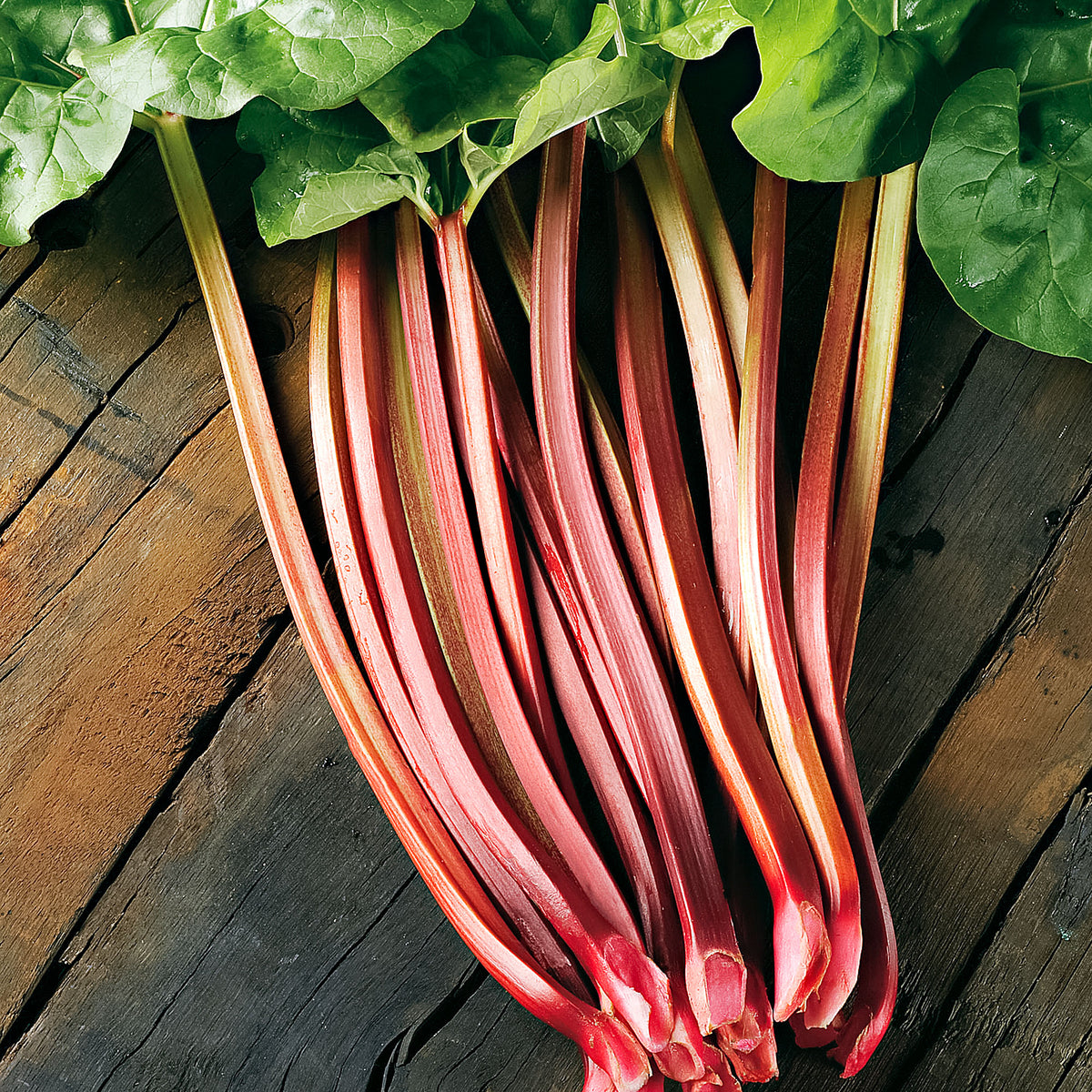 Rhubarb Rheum rhabarbarum - Bare rooted