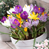 50x Large-flowered Crocus Crocus grandiflorus - Mix 'The Happiest'