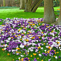 50x Large-flowered Crocus Crocus grandiflorus - Mix 'The Happiest'