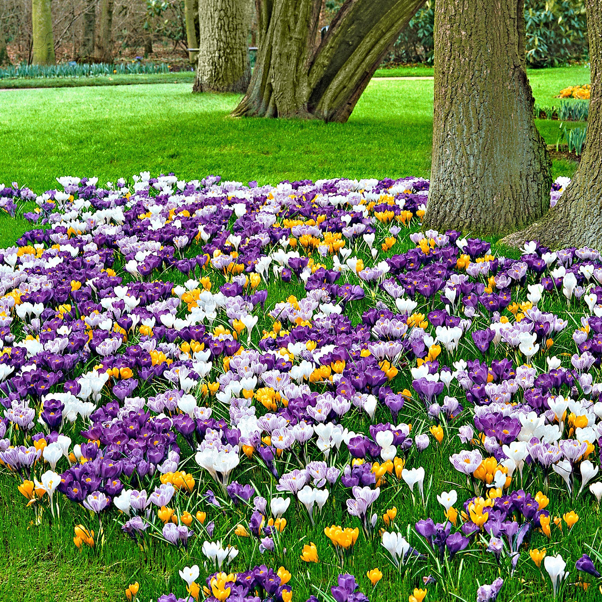 Buy 50x Large-flowered Crocus Crocus grandiflorus - Mix 'The Happiest ...